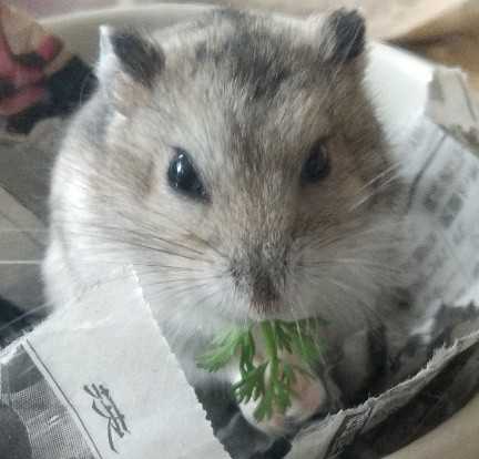 ジャンガリアンハムスター ぷくの飼育グッズ フード ぷくはむ日記 楽天ブログ