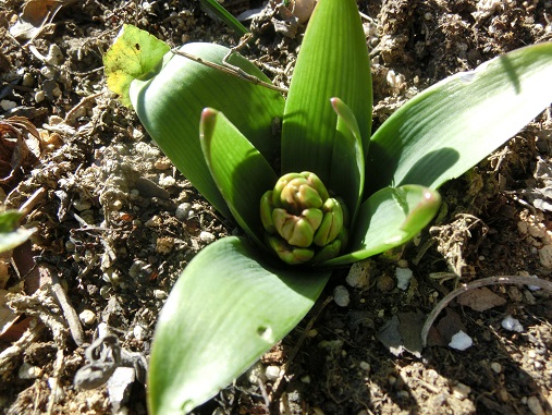 ヒヤシンス花芽