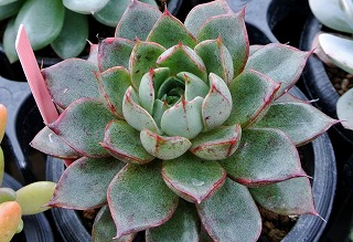DSC_4093.jpg