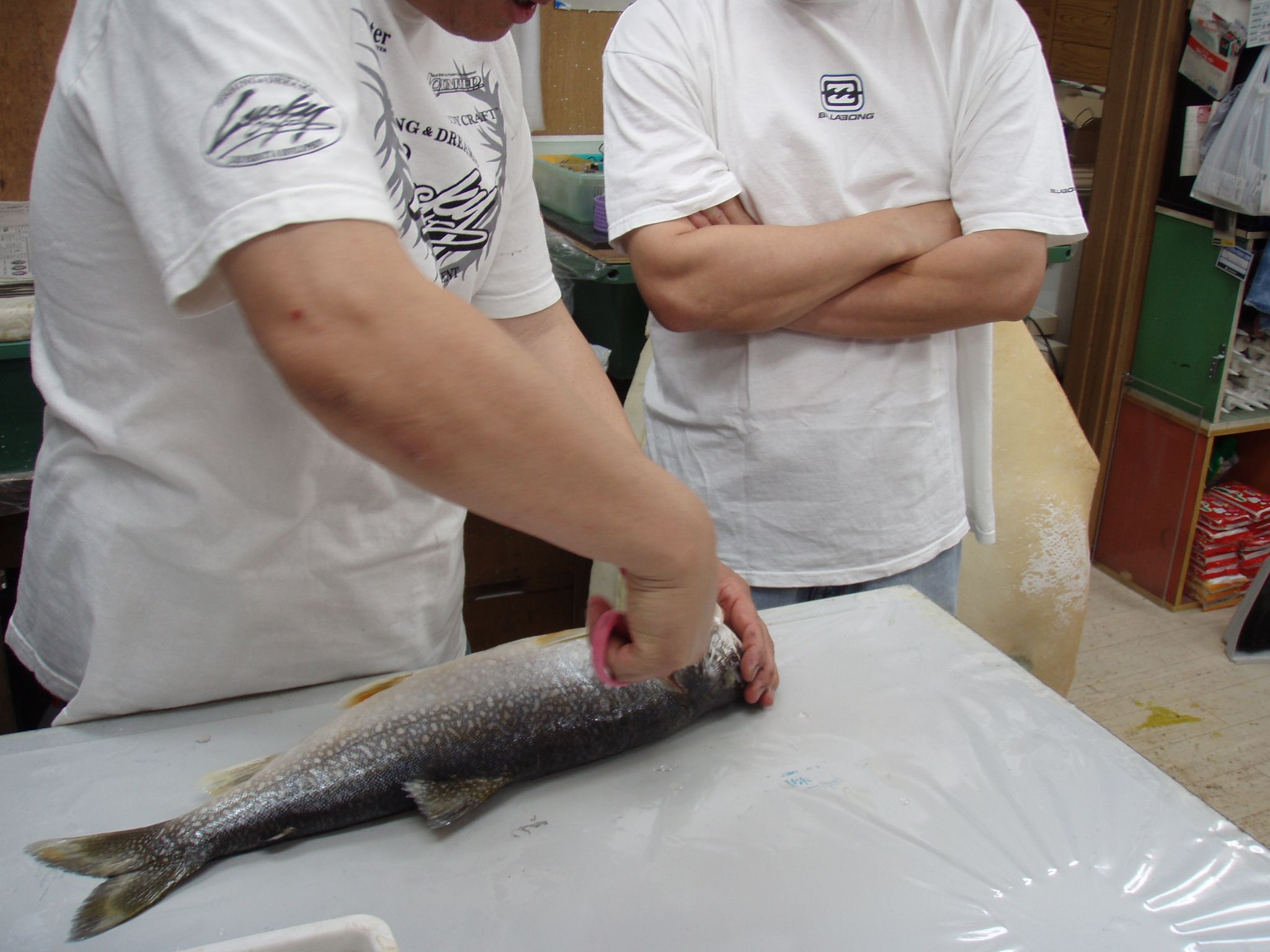 海外遠征 離島などの魚の持ち帰り方 大型魚は無理よ 笑 魚類剥製専門 飛魚丸 かびちゃん 楽天ブログ