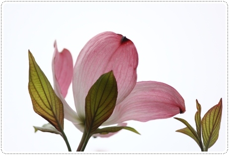 地場産-3 ハナミズキ-3 13.4.30