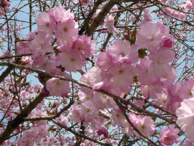 984 八重桜