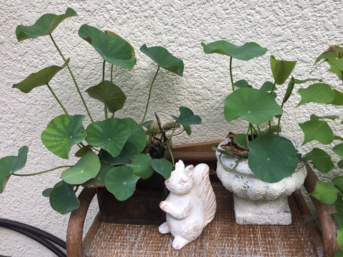 睡蓮の植え替え Papuchi Home 楽天ブログ