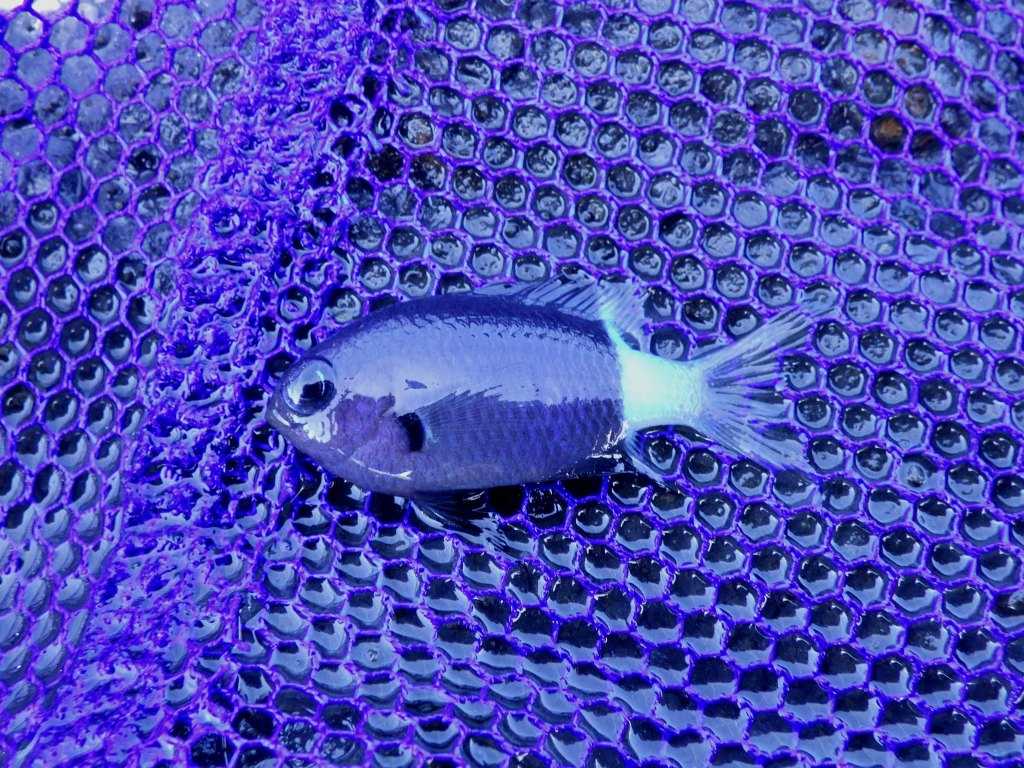 串本磯採集2023年8月上旬40　シコクスズメダイ（Pycnochromis margaritifer）
