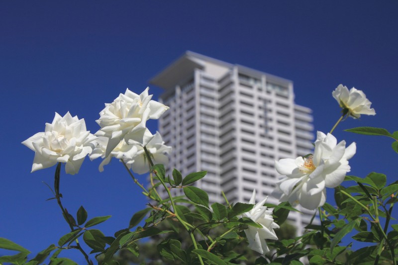 中之島バラ園_004.jpg