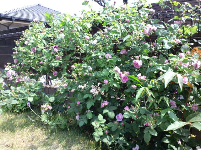 CA3G3055.jpg