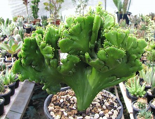 010.jpg