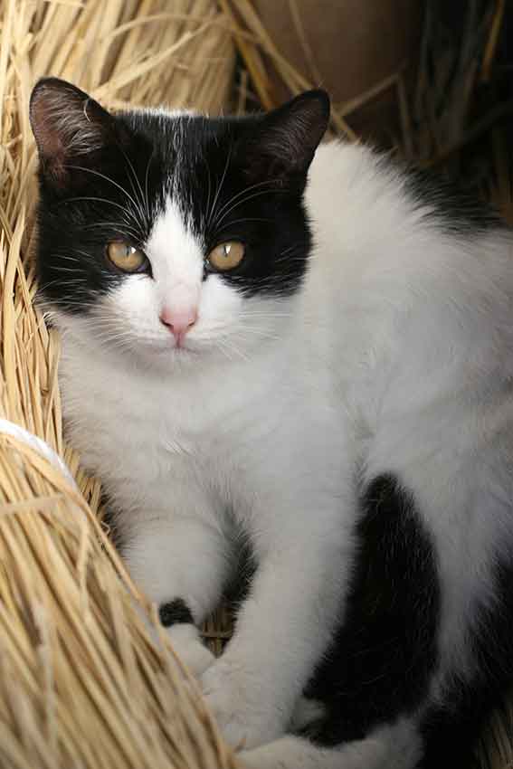 我が家のニャンコ♪2016/1/29-02