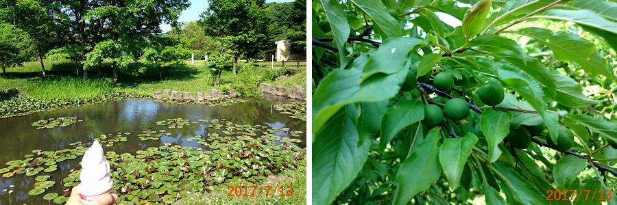 ７／１３公園で涼んだ.jpg