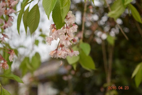 DSC_0215.JPG