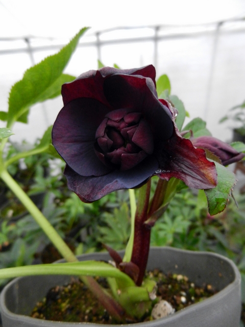 DSCN1231.JPG