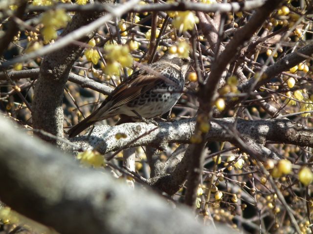 DSCF2125.JPG