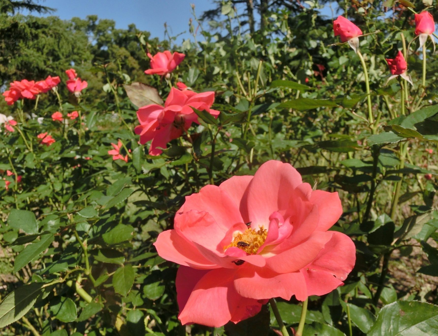 京都府立植物園で見たバラ 薔薇 その１ だい のひとりごと 楽天ブログ