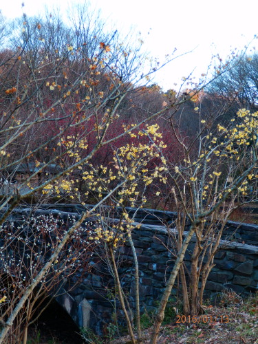 P1130033b20160113.jpg