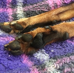 肉球