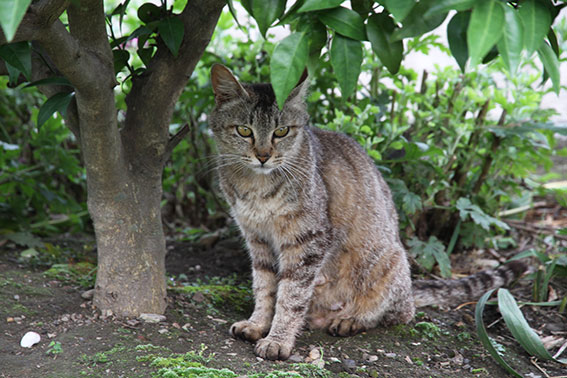 我が家のニャンコ♪2014/06/11-3