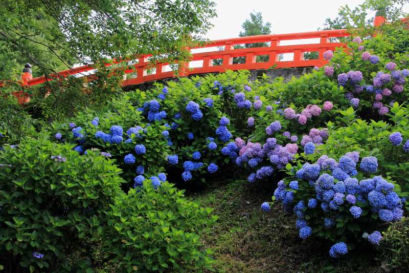 七曲の紫陽花_02.jpg