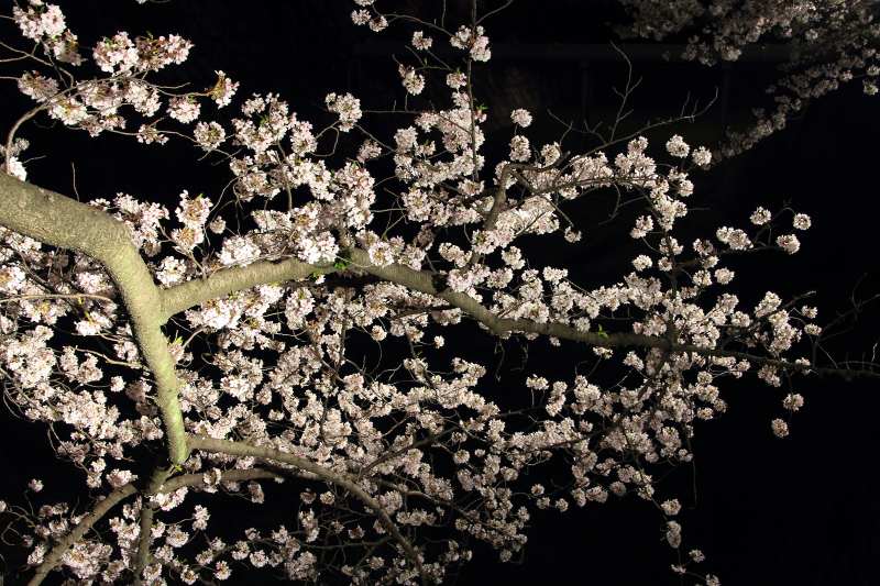 大阪城西の丸庭園夜桜_9-2.jpg