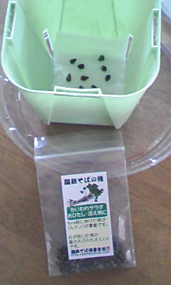 だったんそばの種.JPG