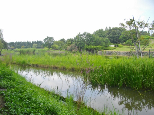 古河公方館跡御所沼 (500x375).jpg