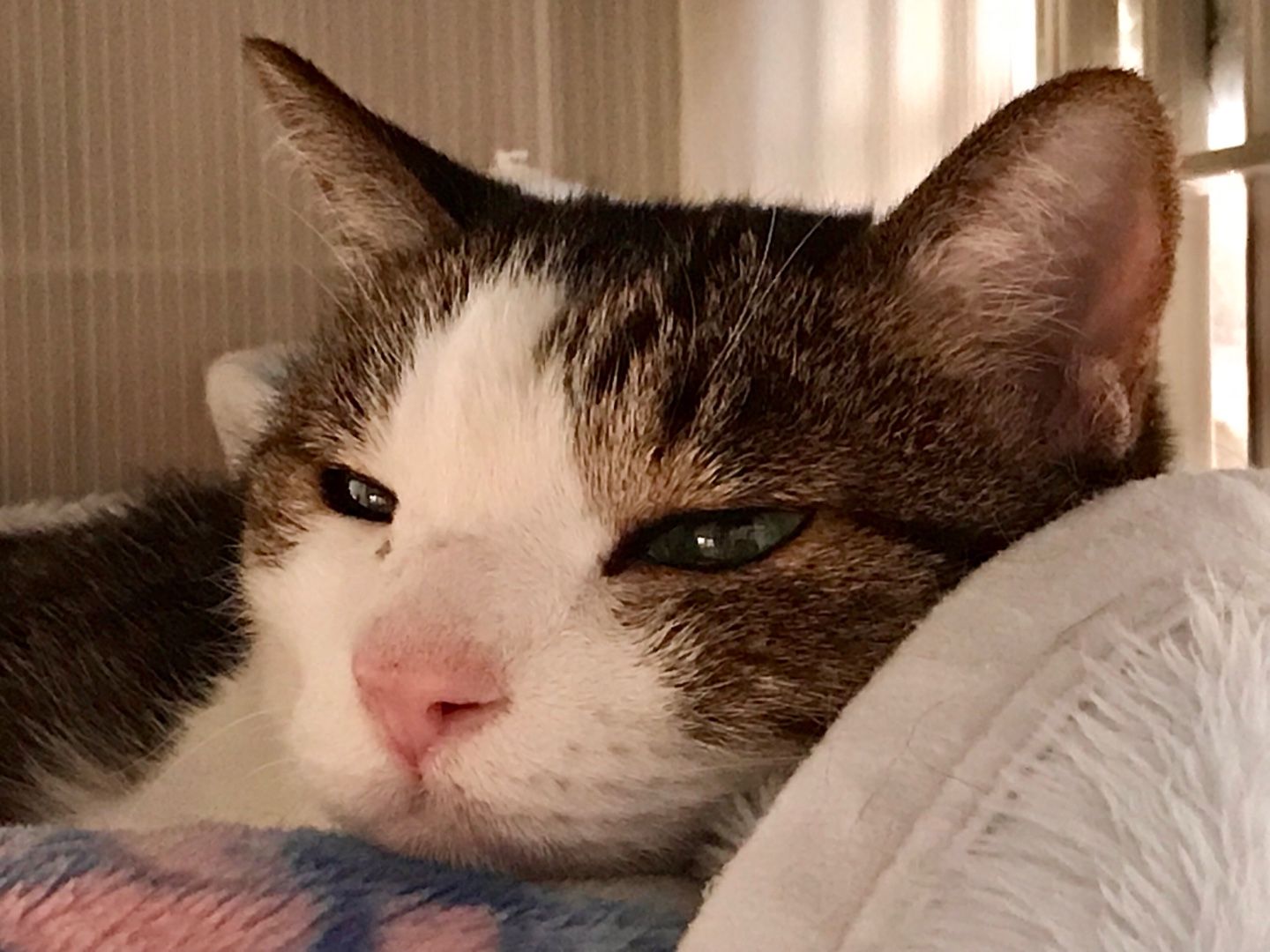 眠たい眠たい 猫と一緒に 楽天ブログ