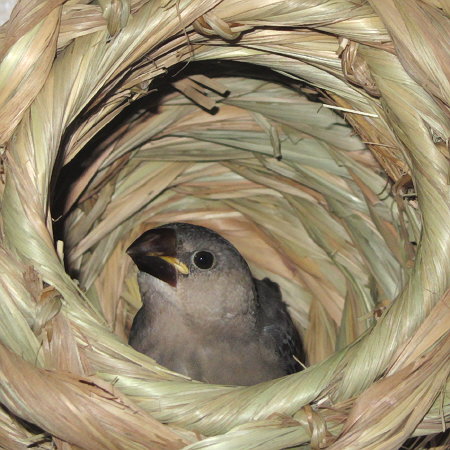 孵化２７日目の文鳥ヒナ（イート）3