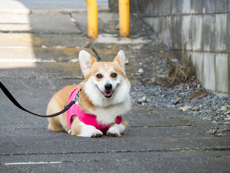 はな