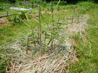 DSCN0704.jpg