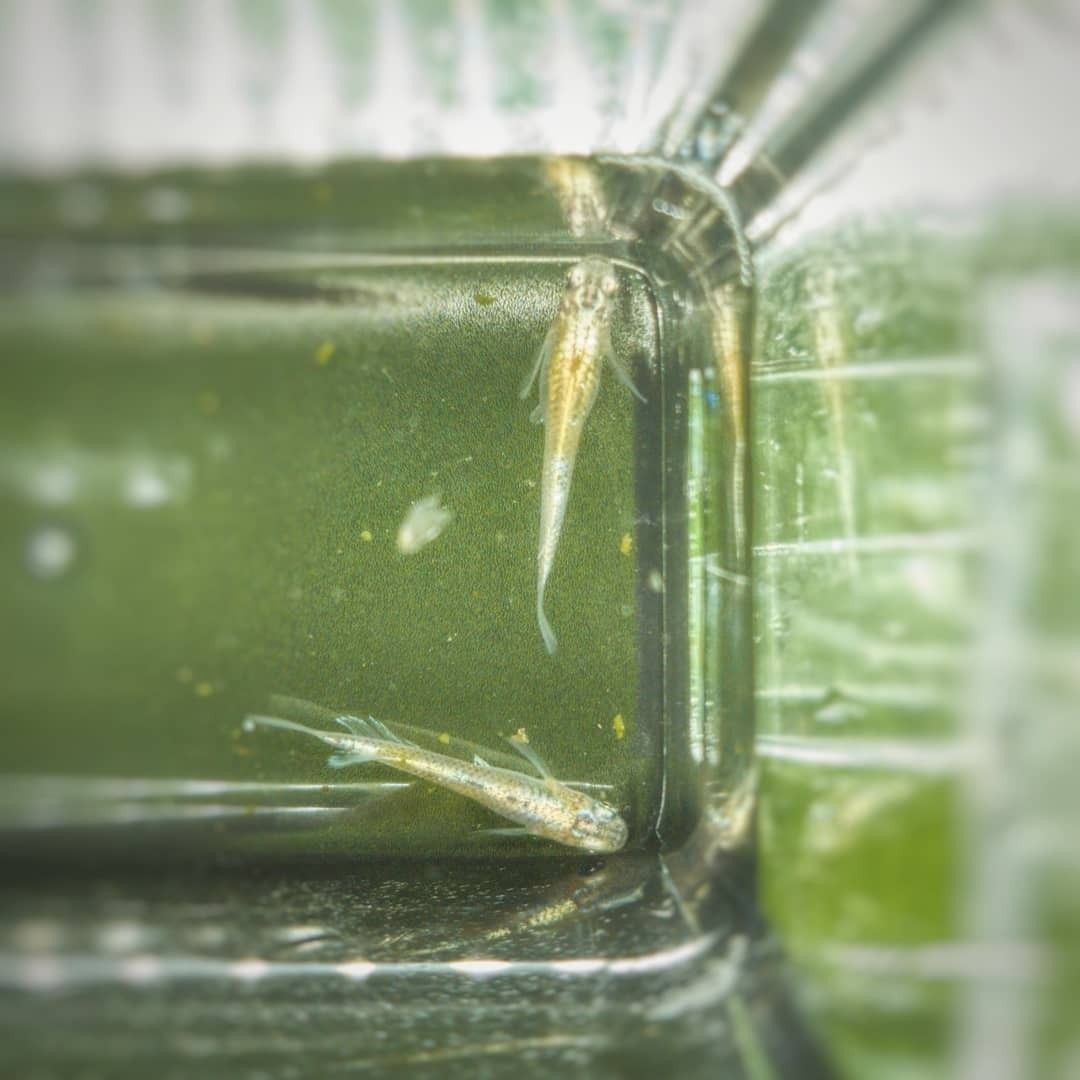 【めだかのビーンズ】小豆超新星　オス１メス２　NO.３ めだかのビーンズ小豆超新星 オス１メス２ NO.３