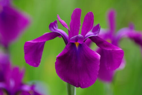 小石川後楽園の花菖蒲