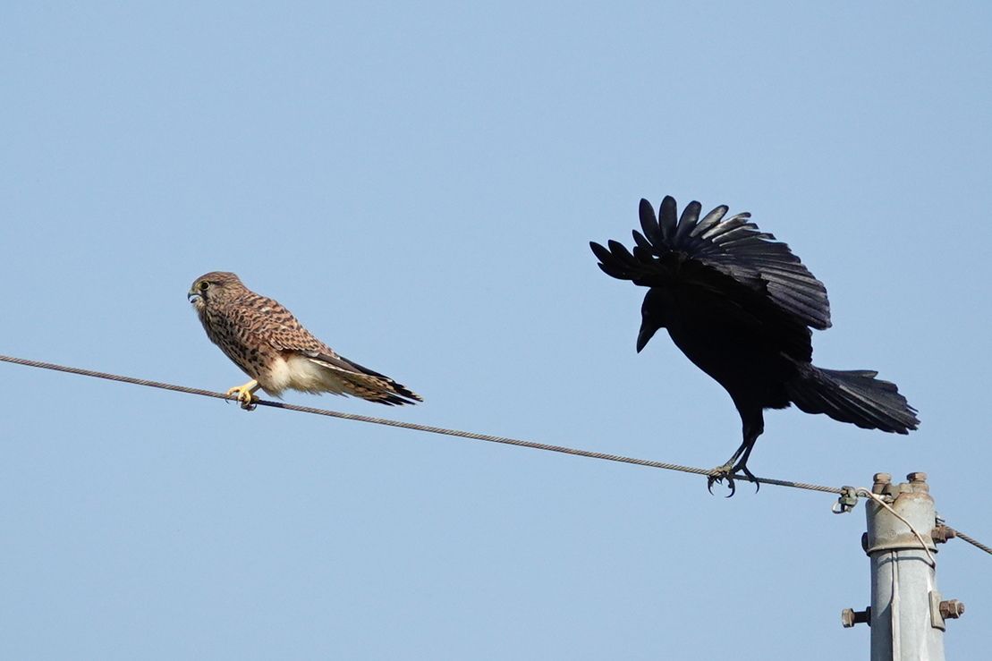 カラス 夜中 鳴く カラスが夜に鳴く理由って 驚くべき5つの意味 徹底検証