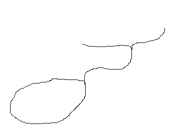 ボネリムシ全体.png