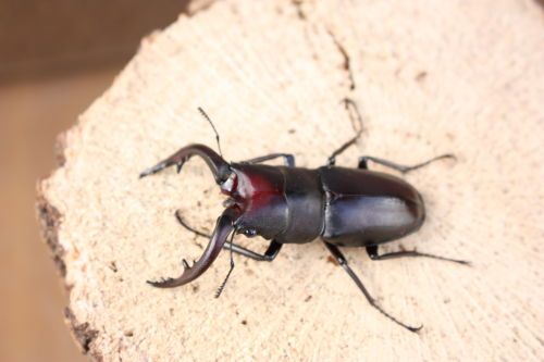 2015062803.JPG