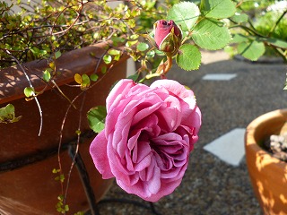 P1170977ss.jpg