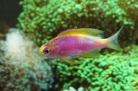2014_0710ﾍﾞﾝﾄﾗ､ｳｲｽｶｰｽﾞ0007.JPG