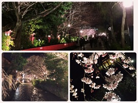 祇園の夜桜
