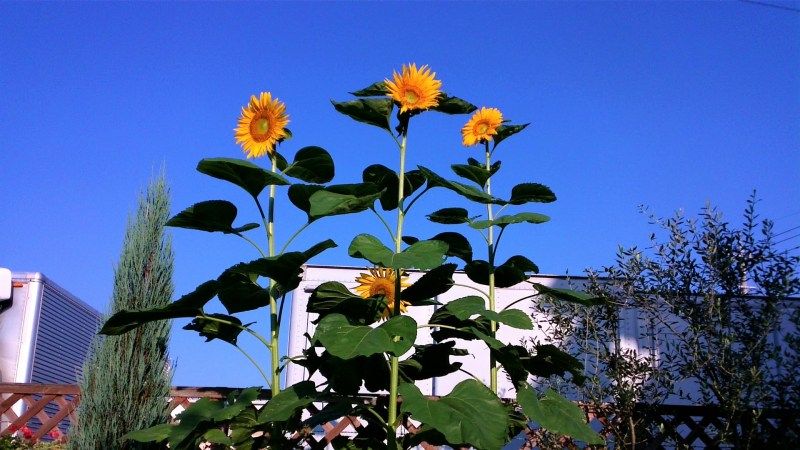ひまわりの種 Miraiの庭 つれづれに 楽天ブログ