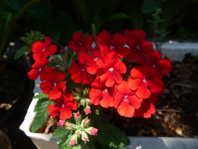 204 赤