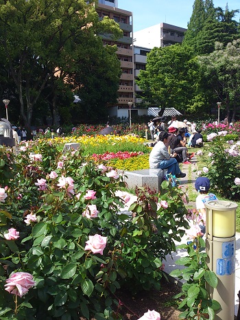 バラ祭その３