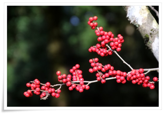 樹木公園-28 ウメモドキ-1 15.12.2