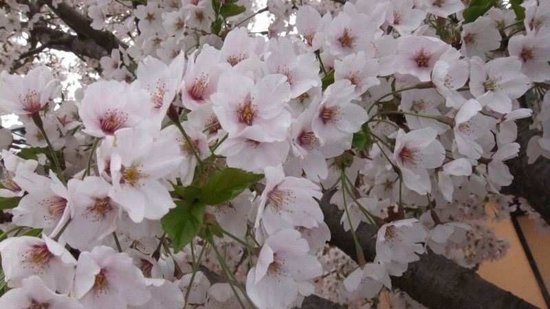 山の手温泉の桜＾＾