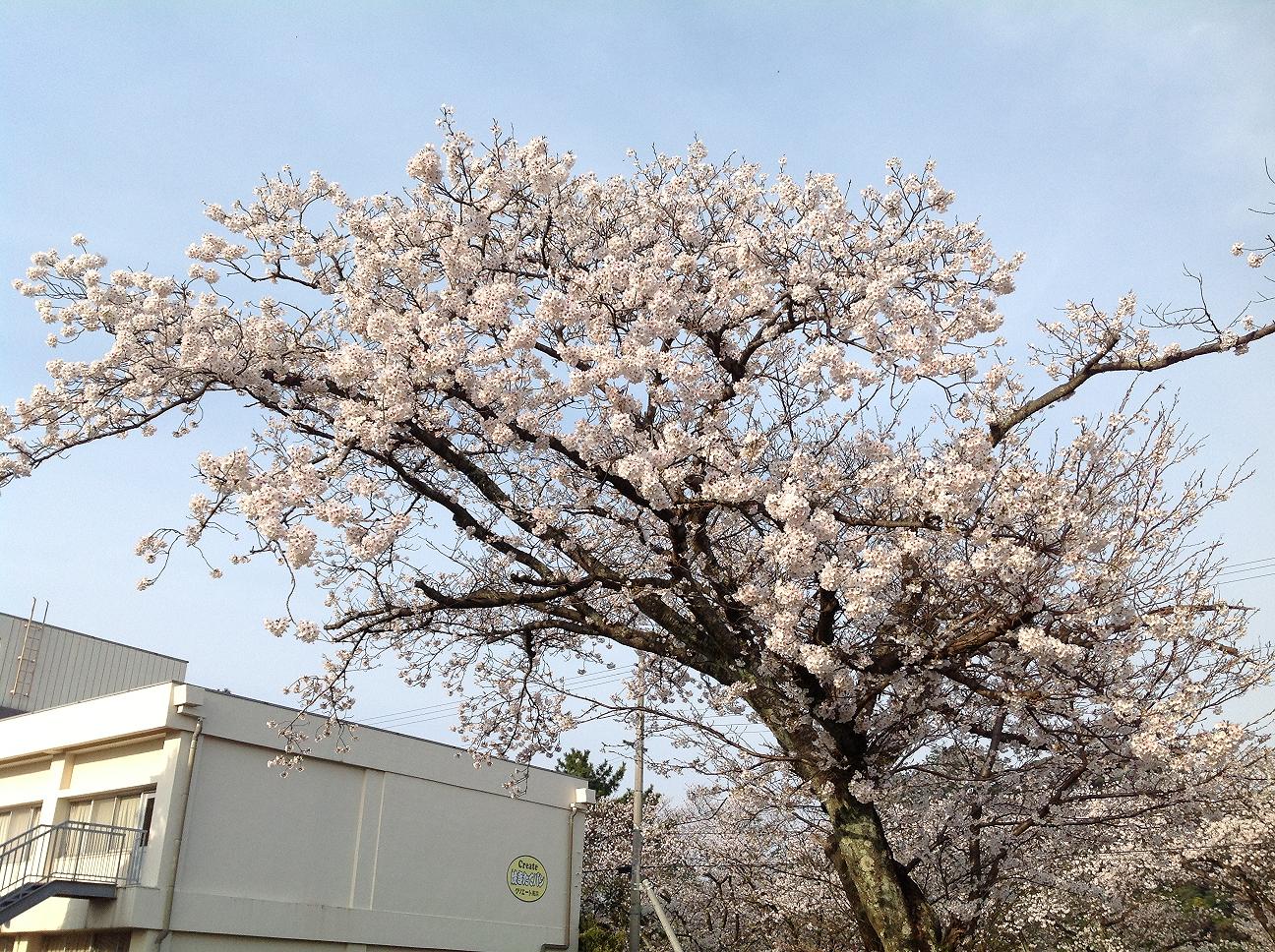 桜花爛漫