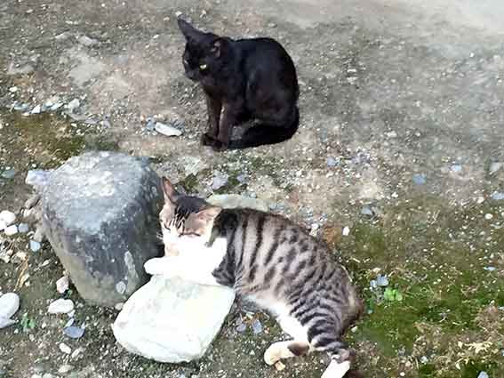 我が家のニャンコ♪2016/07/23-2