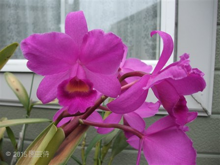 C. Fabingiana 'Mikage' AM/JOS 20151010-2