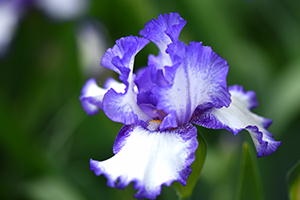 ジャーマンアイリス