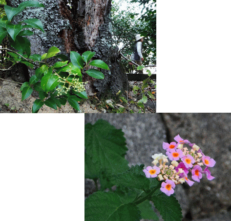 木と花