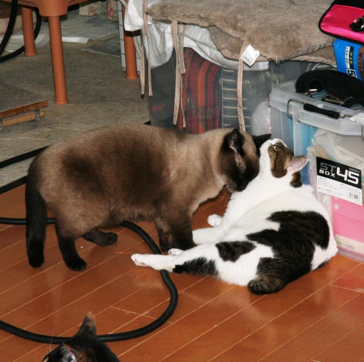 20150220ｶﾞﾝ_ﾊﾞﾆｰ03.jpg