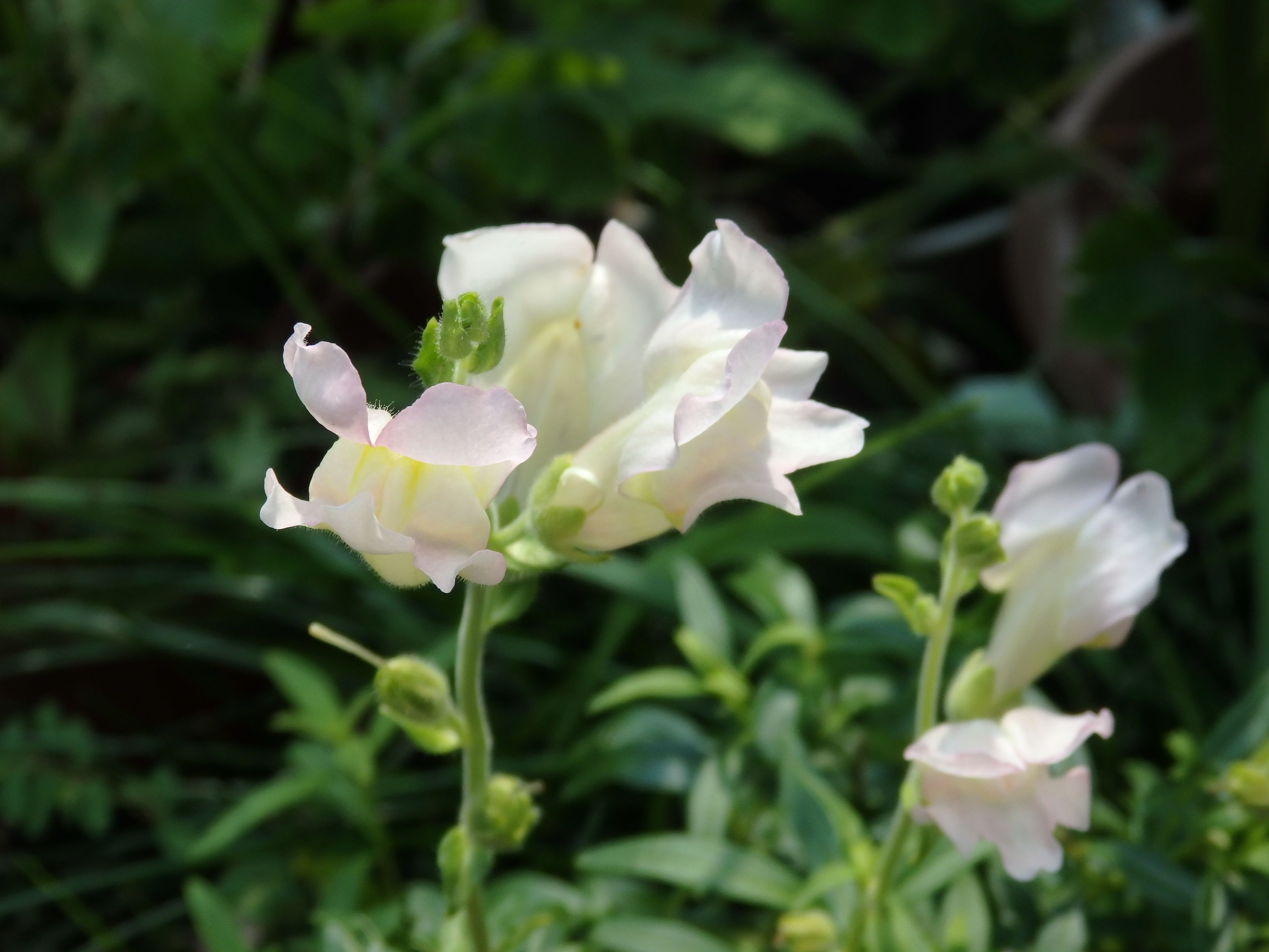 キンギョソウ 金魚草 の花 Kimi Teaの花日記 楽天ブログ