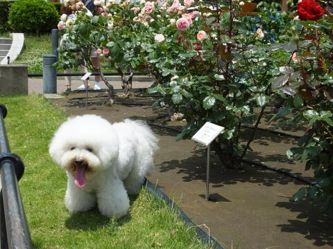 山下公園にて