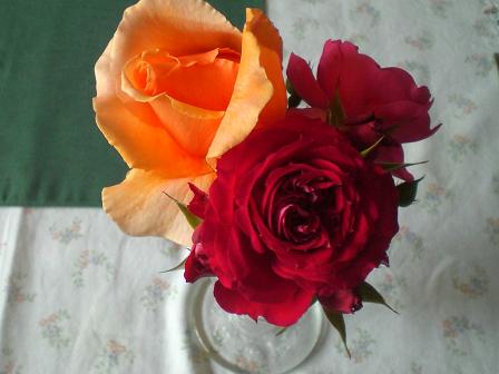 薔薇